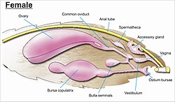 The female genitalia of Lepidoptera