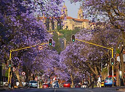 A street lined with jacarandas in Pretoria, with the Union Buildings atop Meintjieskop in the background