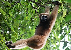 A brachiating gibbon