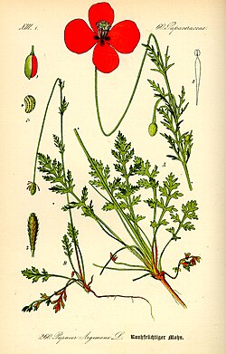 Illustration of Papaver argemone