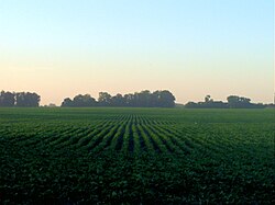 Soybean field in the Province of Buenos Aires, Argentina