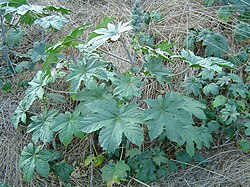 Plant in disturbed area