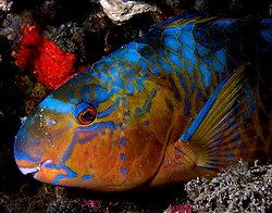 Most species of parrotfish start life as females and later change into males.