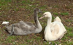 Two mute swan cygnets a few weeks old; the cygnet on the right is of the "Polish swan" colour morph, expressing the recessive gene responsible for leucism.