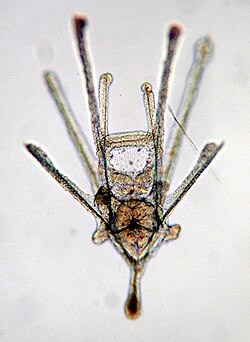 Pluteus larva has bilateral symmetry.