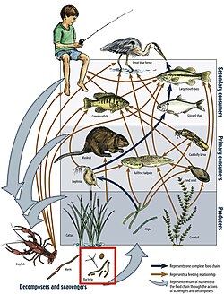 A typical aquatic food web