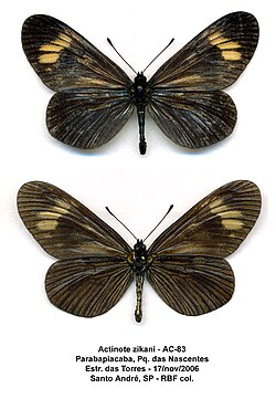 Actinote zikani, a critically endangered species due to habitat loss from human expansion