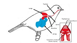 Vocal Bird anatomy: Birds produce sounds through the air that passes through the Syrinx, which is shown close up in the bottom right.