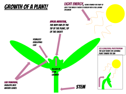 This image shows the development of a normal plant. It resembles the different growth processes for a leaf, a stem, etc. On top of the gradual growth of the plant, the image reveals the true meaning of phototropism and cell elongation, meaning the light energy from the sun is causing the growing plant to bend towards the light aka elongate.
