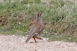 Red-legged partridge.
