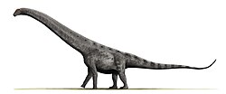 Argentinosaurus - one of the largest dinosaurs known today
