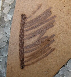 Fossil Abies milleri foliage and axis. Early Eocene, 49.5 mya