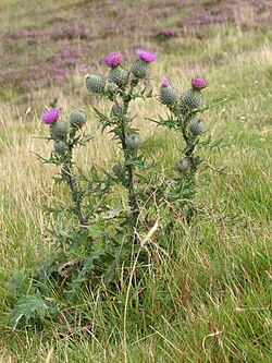 Spear Thistle Cirsium vulgare in Scotland, 2007
