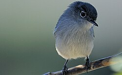 Coastal California gnatcatcher[137][138]