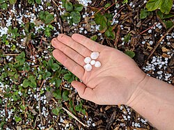 Hand holding hail in a strawberry patch