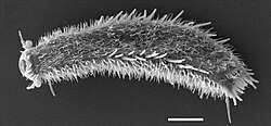 A gastrotrich can lay resilient eggs capable of surviving years in a dry environment. Scale bar: 20 μm.