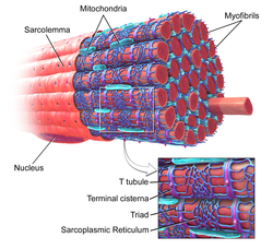 Diagram of skeletal muscle fiber structure