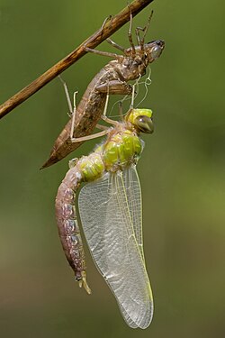 Ecdysis: Emperor dragonfly, Anax imperator, freshly emerged adult or teneral, on exuvia, expanding its wings. It can take a few days for the adult colours to develop.