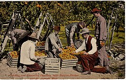 Grading and assorting peaches near Benton Harbor and St Joseph, Michigan, about 1913