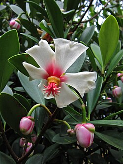 Clusia orthoneura, first described by Paul Carpenter Standley in 1940.[1]