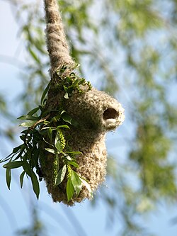 Eurasian penduline tit nest in Poland
