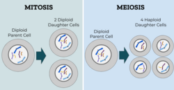 Mitosis and meiosis differences