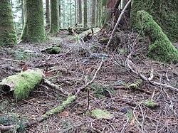 Plant litter, mainly western hemlock, Tsuga heterophylla, in Mount Baker–Snoqualmie National Forest, Washington, United States