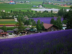 Farm Tomita in Nakafurano