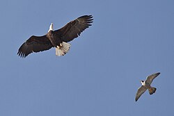 Chasing a bald eagle away from its nesting area, in California
