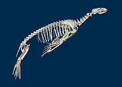 Californian sea lion