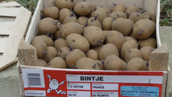 Bintje potatoes