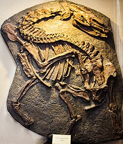 Palaeotherium is an example of an extinct genus that is only recorded from fossil records before the existence of hominids.