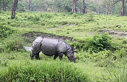 Rhino at Jaldapara National Park, West Bengal