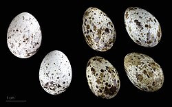 Two common cuckoo (Cuculus canorus canorus) eggs (left) compared with eggs of a great reed warbler (Acrocephalus arundinaceus)