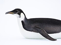 Juvenile plumage