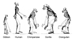 The skeletons of hominoids, evolutionary descendants of a common ancestor