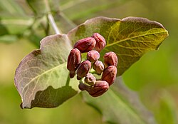 Wild honeysuckle buds in New York