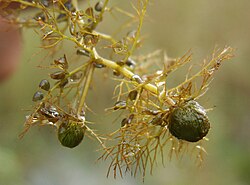 Turions of Utricularia vulgaris