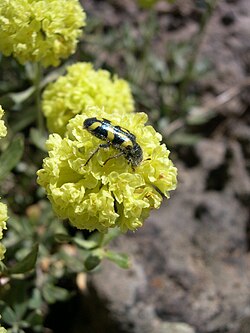 Eriogonum – a genus of wild buckwheats native to North America James Reveal worked on his entire life.