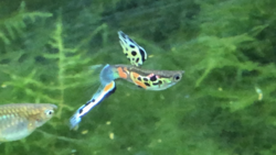 Colourful bent spine male guppy next to a female guppy