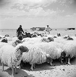 Bedouins in Syria in the 1950s