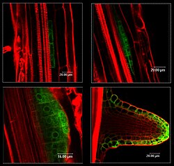 Fluorescent imaging of an emerging lateral root