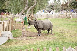The Indian Rhinoceros “Valentina” at the Parque de las Leyendas