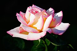 Large number of petals in roses is the result of human selection