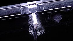 Americium-241 emitting alpha particles inserted into a cloud chamber