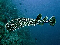Aristotle reported correctly that electric rays were able to stun their prey.