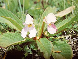 Impatiens rosulata