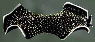 The gold-speckled flatworm, Thysanozoon nigropapillosum, is somewhat cephalized, with a distinct head end (at right) which has pseudotentacles and an photoreceptive eyespot.