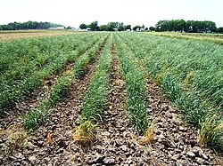 Thinopyrum intermedium (intermediate wheatgrass) first year nursery. A 4000-plant breeding nursery in the first year. Thinopyrum intermedium is being domesticated as a perennial grain crop.