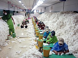 Workers sort through cotton to remove contaminants. The workers wear masks to reduce the number of fibers they inhale.